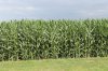 cornintassle.JPG cornintassle.JPG