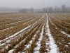cornstubble2.jpg cornstubble2.jpg
