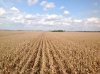 drying corn.jpg drying corn.jpg