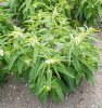 Sesame-Seeds.jpg Sesame-Seeds.jpg