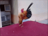 A306E12E-5C87-4EDC-8D68-5061884D1881.gif A306E12E-5C87-4EDC-8D68-5061884D1881.gif