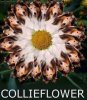 funniecollieflower.jpg