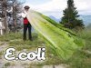 ecoli.jpg ecoli.jpg