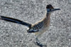 roadrunner.jpg roadrunner.jpg