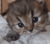 kitten.gif