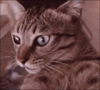 cat.gif cat.gif