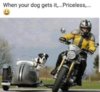dog motorcycle.jpg