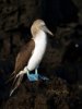 220px-Blue-footed_Booby_by_Graham_Racher.jpg