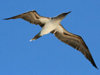 220px-Blue-footed_Booby_Galapagos_RWD2.jpg