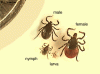 Ioxedes_Scapularis.gif