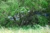 DSC_0465.JPG