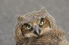 MichaelOwl.jpg