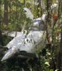 Cirrus_Down.jpg