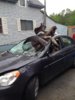 Moose v Auto.jpg