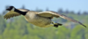 upload_2020-1-28_11-42-34.png