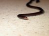 snake.jpg