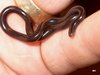 snake (1).jpg