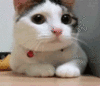 upload_2020-4-2_20-28-29.gif