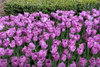tulips.jpg