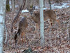 deer_neighbors.jpg