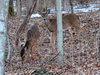 deer_neighbors.jpg deer_neighbors.jpg