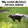 social distance service animal.jpg