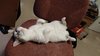 Comfy_Cat.jpg
