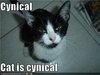 cynical_cat.jpg