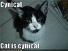 cynical_cat.jpg cynical_cat.jpg