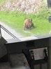 Happy Bear.JPG