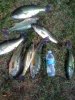 Labor Day fish 2.jpg