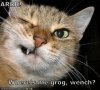 lolcat-pirate.jpg