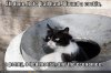 funny-pictures-cat-trash-economy.jpg