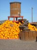 pumpkins water.jpg