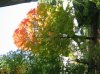 IMG_0130_v.JPG