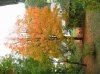 IMG_0145_v.JPG