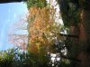 IMG_0148_v.JPG