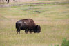 Bison1-1.jpg Bison1-1.jpg