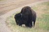 Bison2-1.jpg Bison2-1.jpg