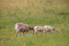 Badlands Goat 2.jpg Badlands Goat 2.jpg