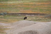 Bison 3.jpg Bison 3.jpg