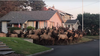 Herd of Elk.png