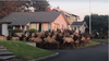 Herd of Elk.png Herd of Elk.png