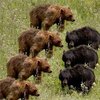 bears.jpg