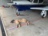 Ziva tired pup.jpg Ziva tired pup.jpg