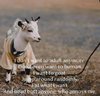 I Want To Goat.jpg I Want To Goat.jpg