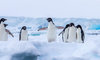 penguin.jpg penguin.jpg