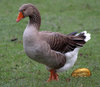 golden goose.jpg golden goose.jpg