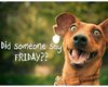 friday-dog.jpeg