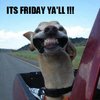 its-friday-grey-ozgreyhound.jpeg